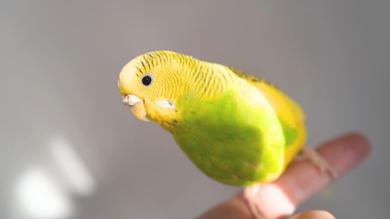 指の上でご機嫌なセキセイインコ