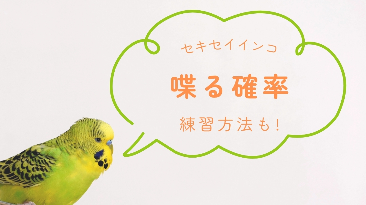 セキセイインコ　喋る確率　練習方法も！