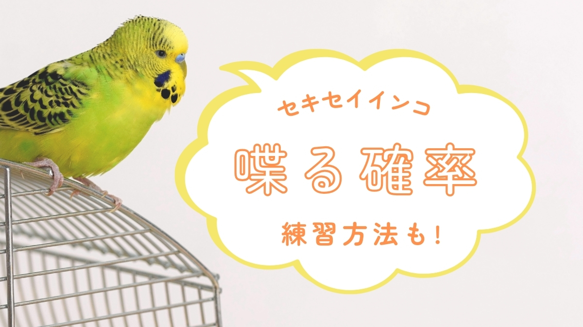 セキセイインコ　喋る確率　練習方法も！