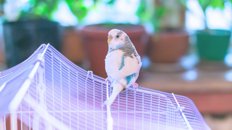 ケージの外の天井の上で振り向いているセキセイインコ