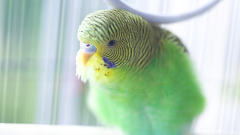 心を閉ざした様子のセキセイインコ