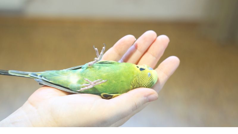 手の上であおむけで寝ているセキセイインコ