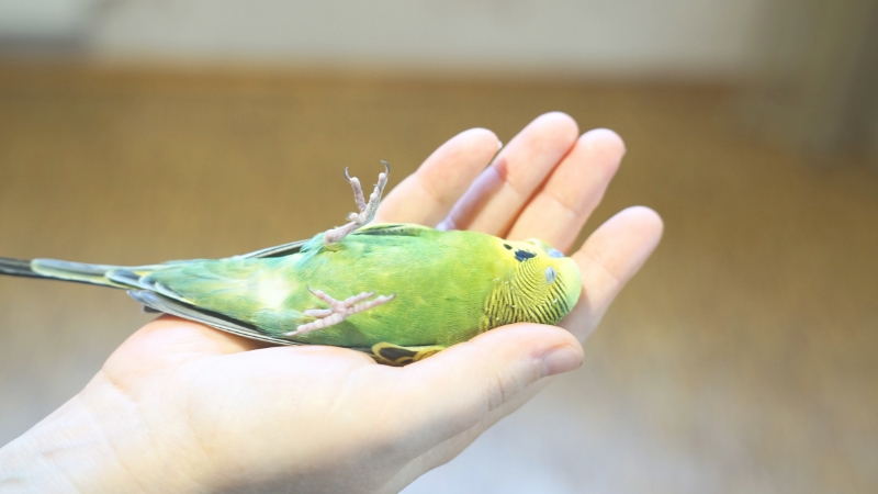 手の上で仰向けに寝ているセキセイインコ