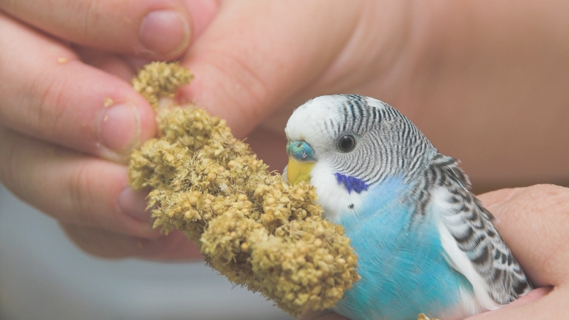 粟穂を食べているセキセイインコ