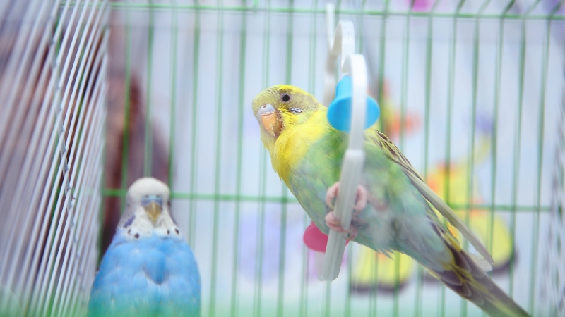 ブランコに止まってこちらを見ているセキセイインコ