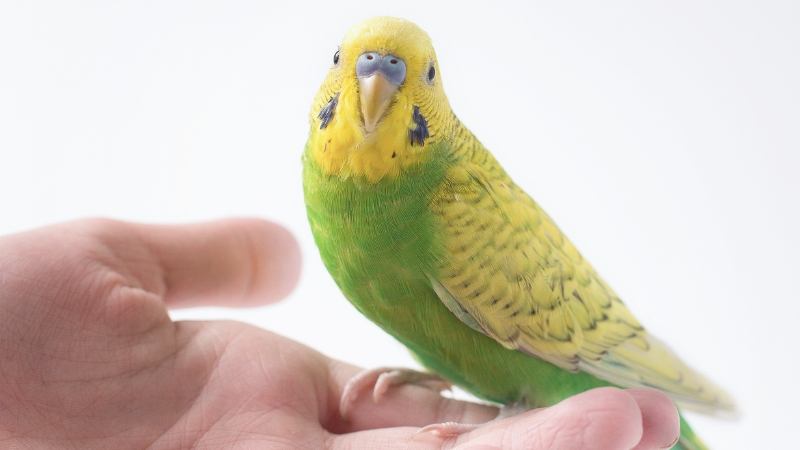 手に乗って嬉しそうにこちらを見ているセキセイインコ