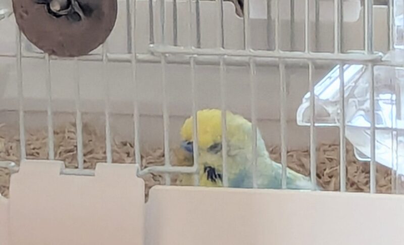 ケージの床でウトウトしているセキセイインコ
