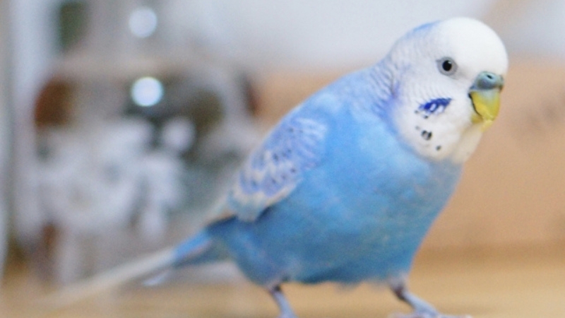 嬉しそうにこちらを見ているセキセイインコ