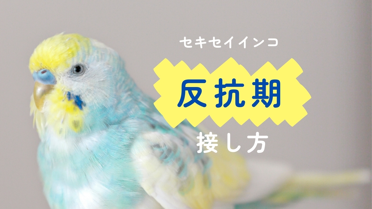 セキセイインコ　反抗期　　接し方