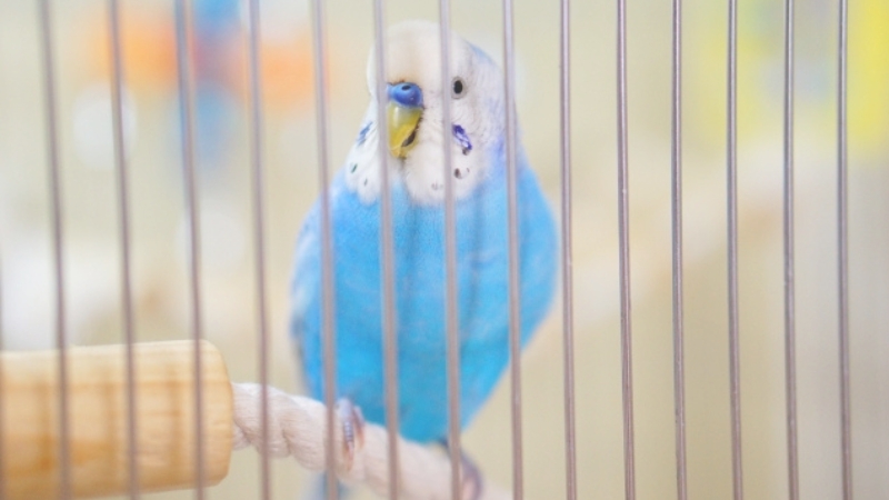 ケージの中からこちらに興味を示しているセキセイインコ