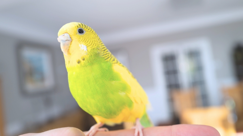 指の上に止まって嬉しそうなセキセイインコ
