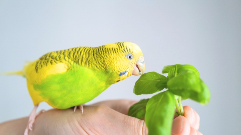 手に乗って青菜を食べようとしているセキセイインコ