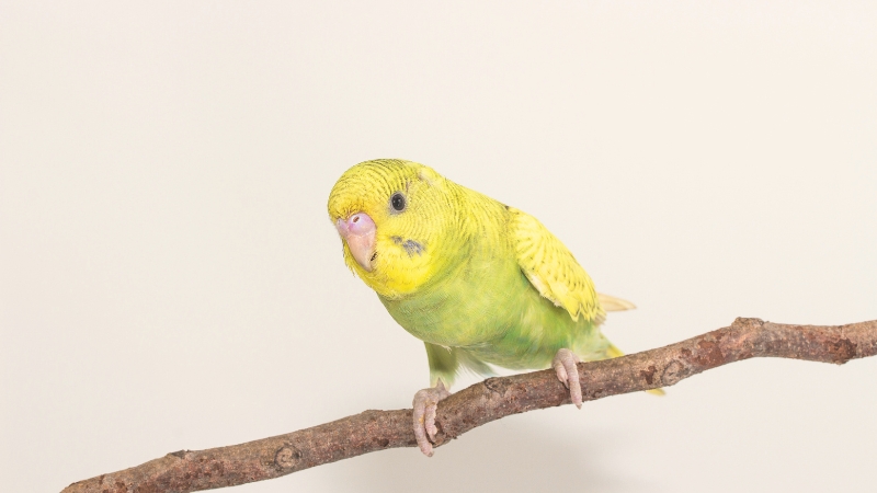 木に止まっているセキセイインコの雛