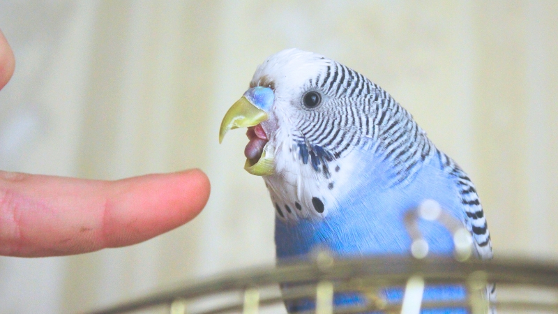 手を噛もうと口を開けているセキセイインコ