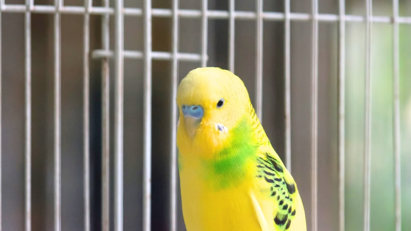 少し怖がっている様子のセキセイインコ
