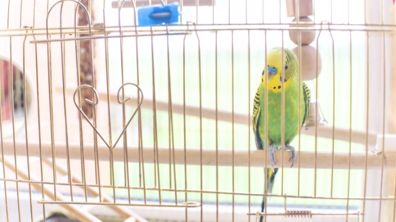 ケージの中から警戒した様子のセキセイインコ