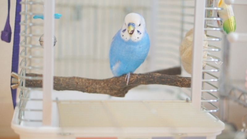 止まり木に止まってこちらを威嚇しているセキセイインコ