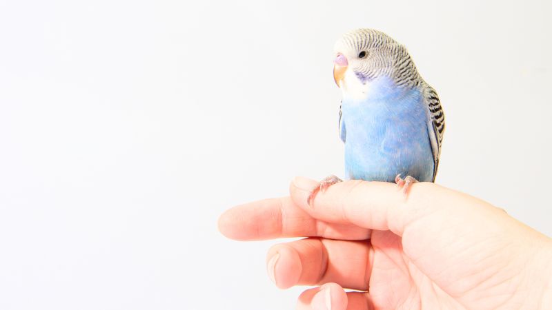 手に乗って左を向いているセキセイインコ