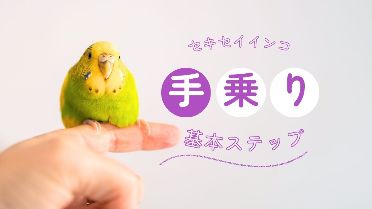 セキセイインコ　手乗り　基本ステップ
