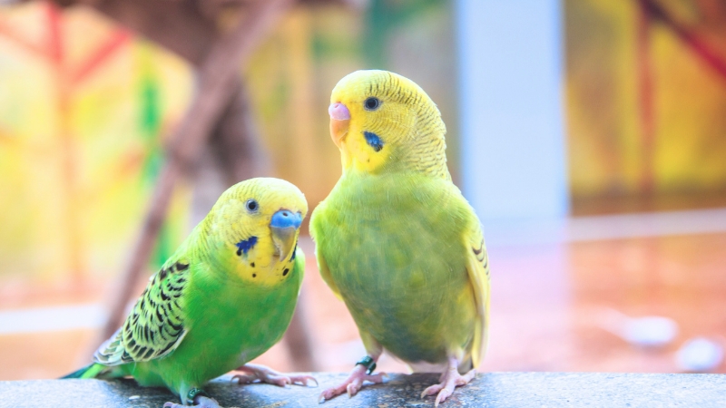 仲がよさそうなオスとメスのセキセイインコ
