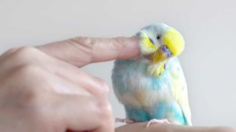 カキカキしてもらっているセキセイインコ