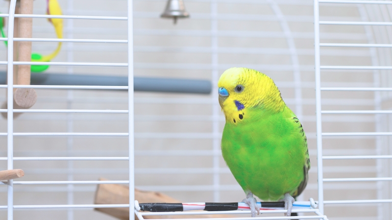 開いたケージの入り口に止まって横を向いているセキセイインコ