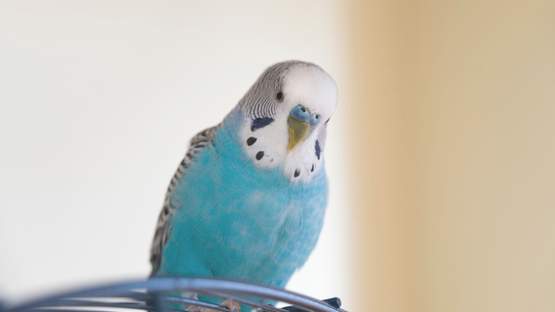 ケージの天井に乗ってこちらを見ているセキセイインコ