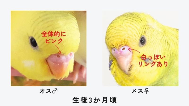 生後3か月頃のセキセイインコのオスとメス