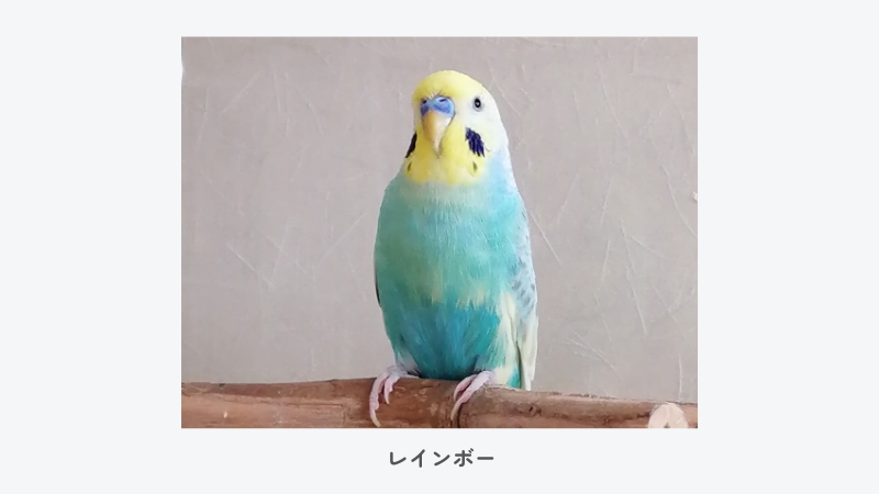 セキセイインコ　レインボー