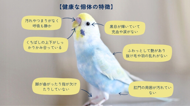 【健康な個体の特徴】セキセイインコの写真で図解