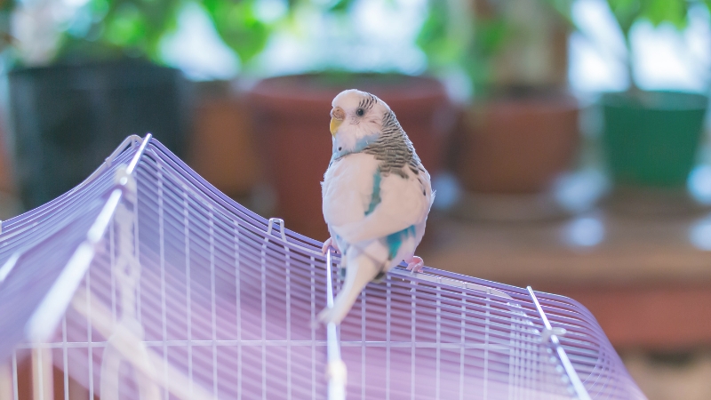 ケージの外側の天井に止まって振り向いているセキセイインコ