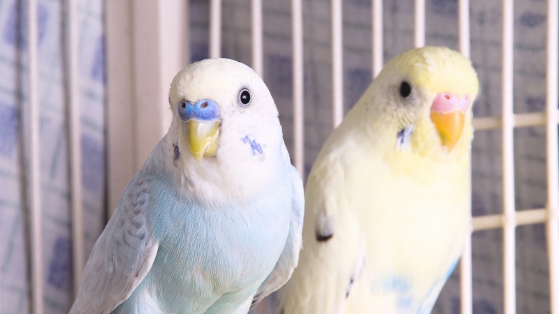 興味ありげにこちらを見ている2羽のセキセイインコ