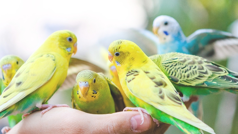 手の上に止まっている数羽のセキセイインコ