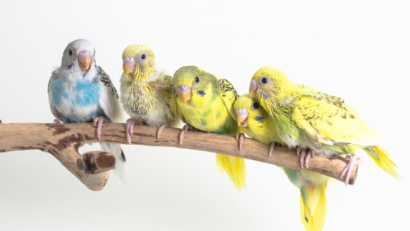 木に止まっている5羽のセキセイインコの雛