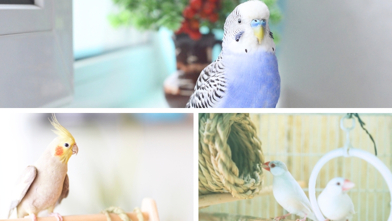 セキセイインコ、オカメインコ、文鳥