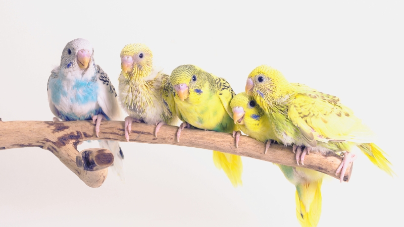 止まり木に止まっている5羽のセキセイインコの雛