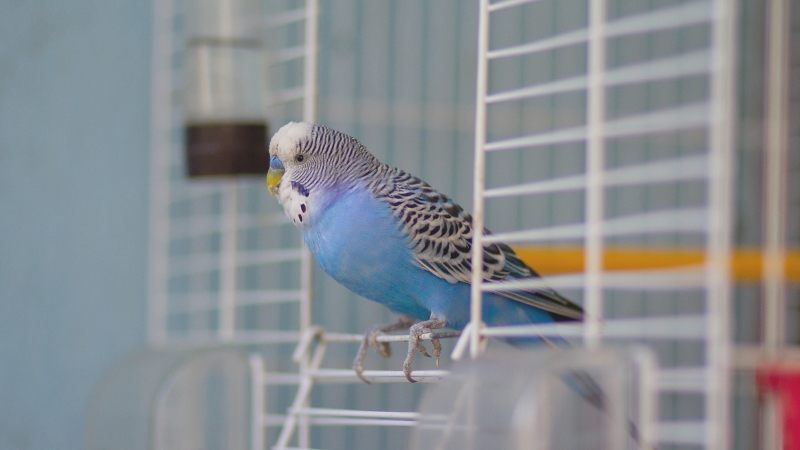 開いたケージの入り口に止まっているセキセイインコ