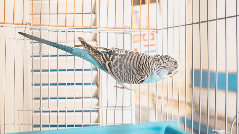 ケージの中の網に止まっているセキセイインコ