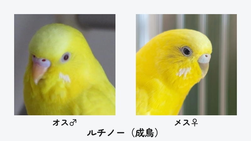 ルチノー（成鳥）　オスとメスのろう膜の色の違い