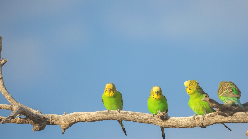 木に止まっている4羽のセキセイインコ