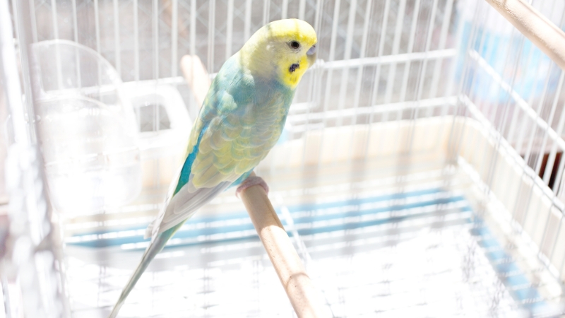 ケージの中で止まり木に止まっているセキセイインコ