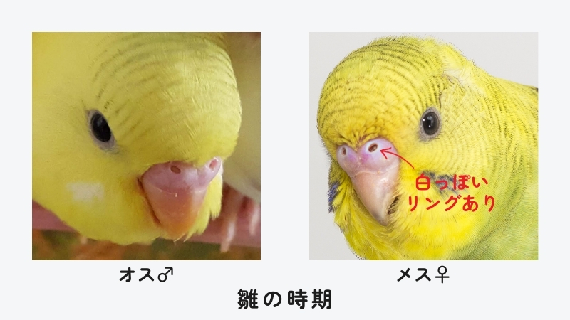 雛の時期のオスとメスのろう膜の違い