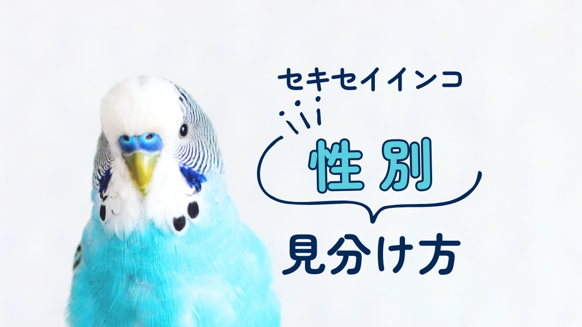 セキセイインコ　性別　見分け方