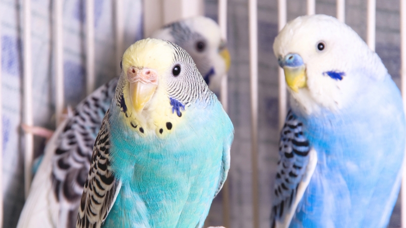 こちらを見ているセキセイインコのオスとメス