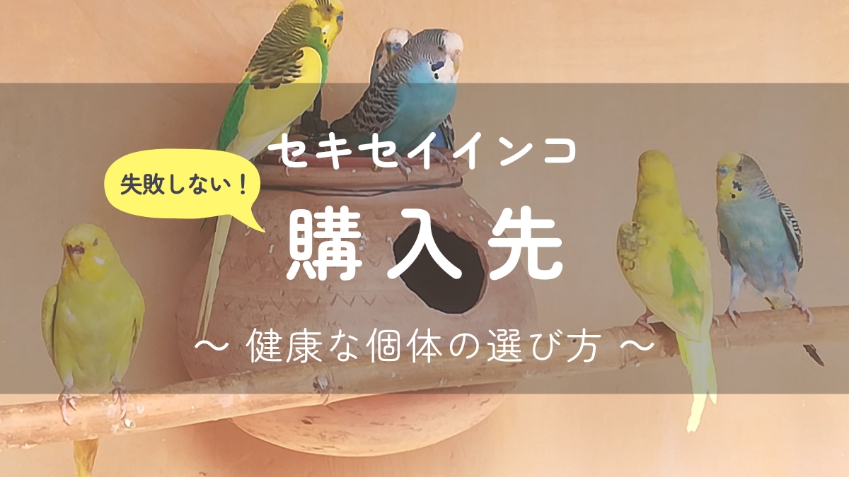 失敗しない！セキセイインコ　購入先　健康な個体の選び方