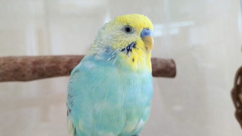 我が家のポフくん