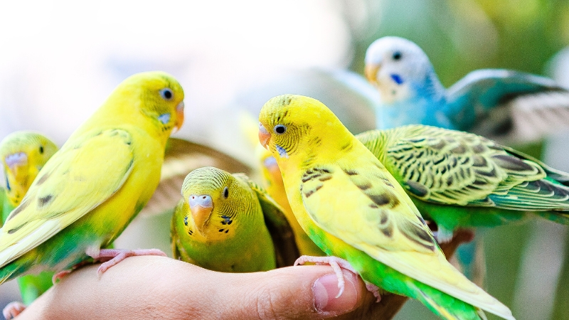 手に乗った数羽のセキセイインコ