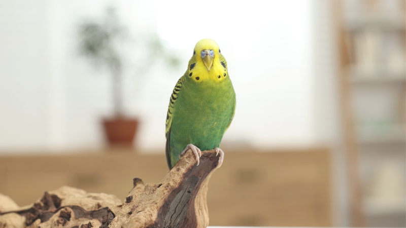 木に止まってこちらを見ているセキセイインコ