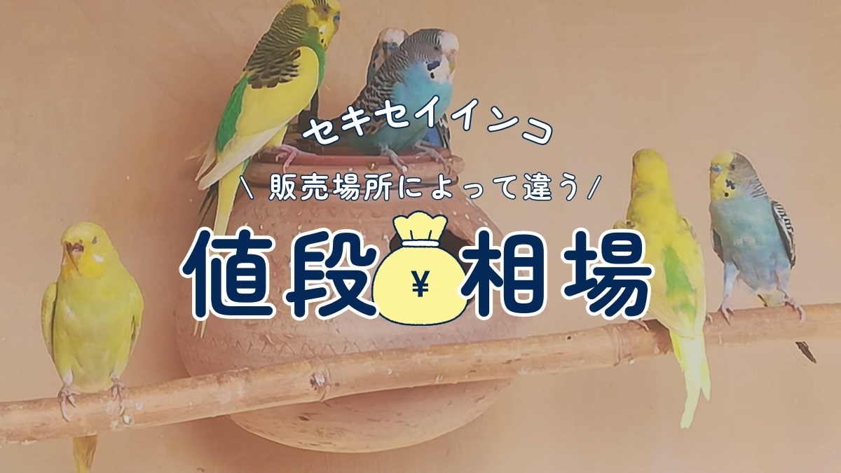 セキセイインコ　値段相場