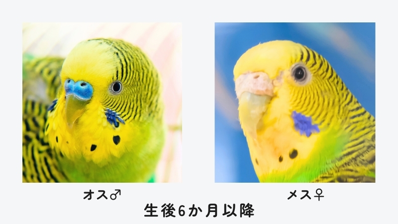 生後6か月以降のセキセイインコのオスとメス